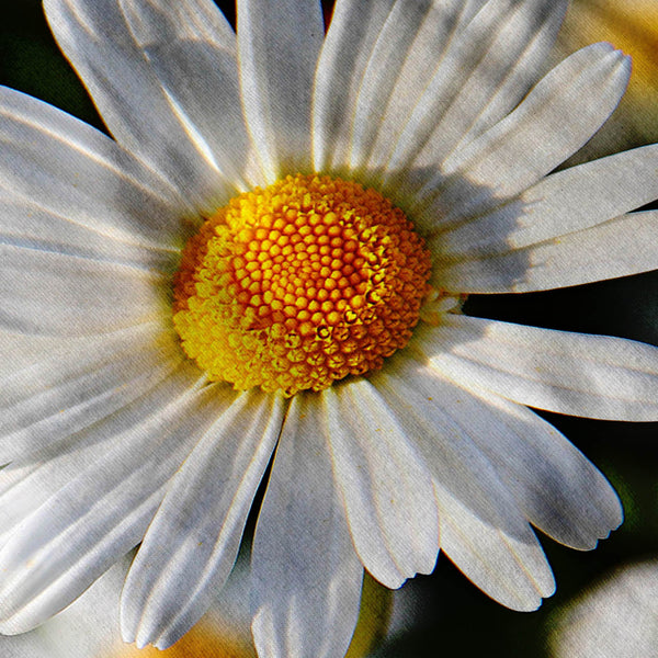 Camomile Flower Mens T-Shirt