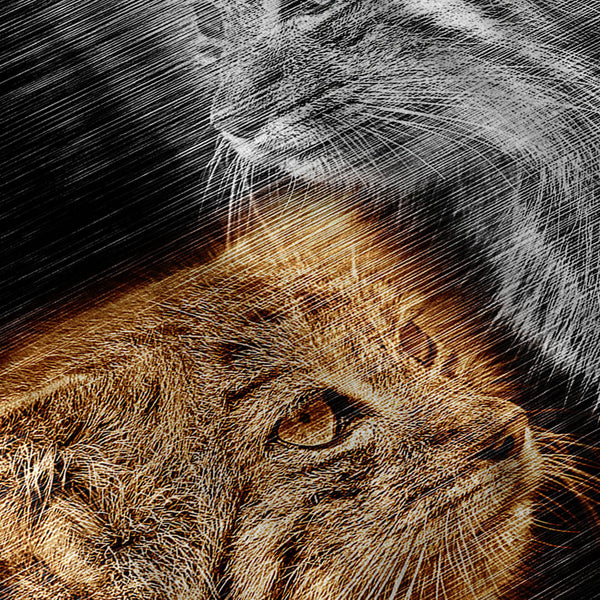 Forest Cat Look Mens T-Shirt