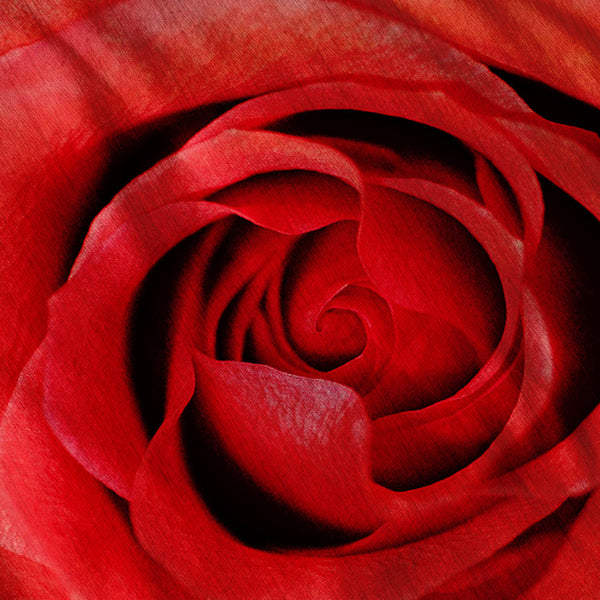 Beautiful Red Rose Mens T-Shirt