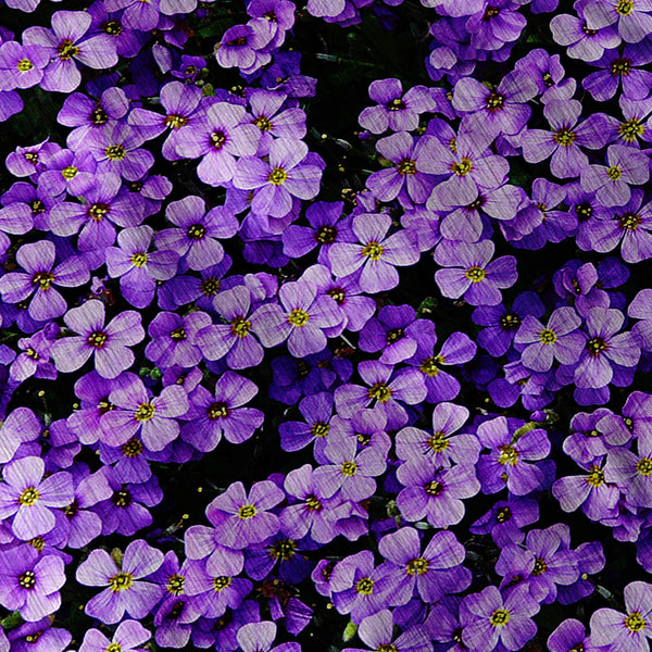 Blooming Violet Mens T-Shirt