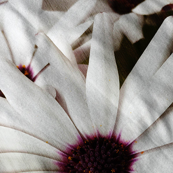 Camomile Blossom Mens T-Shirt