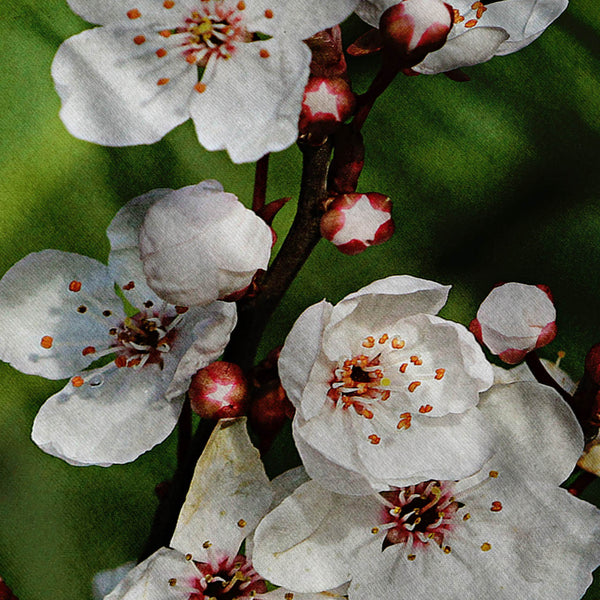 Cherry Blossom Mens T-Shirt