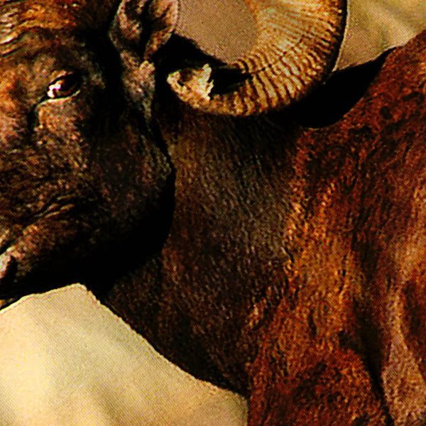 Mountain Sheep Mens T-Shirt
