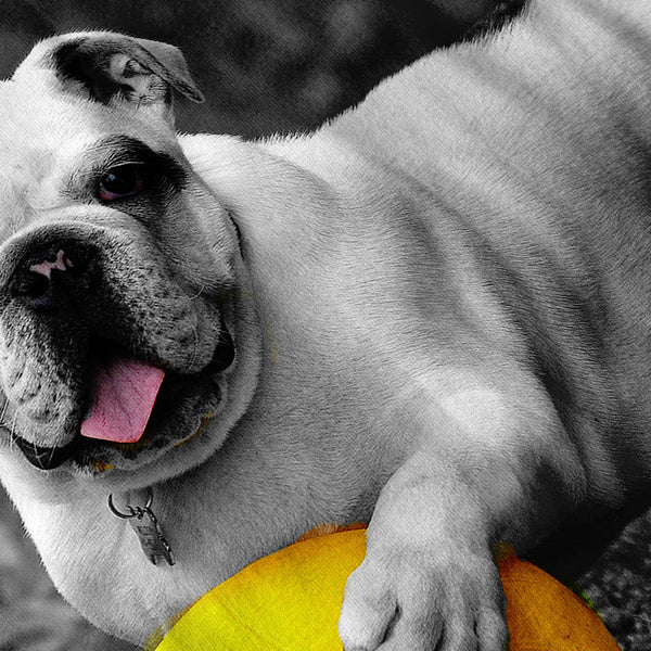 Dog With A Ball Womens T-Shirt