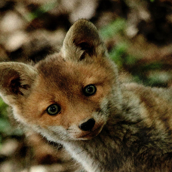 Adorable Red Fox Cub Mens Hoodie