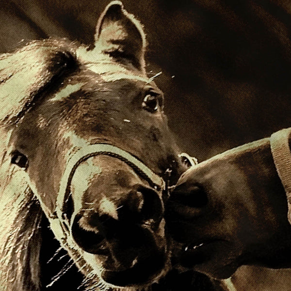 Kissing Horses Womens Hoodie
