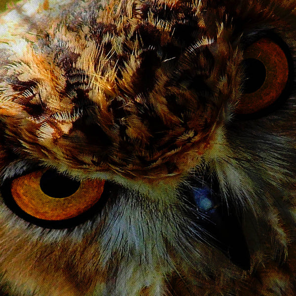 Owl Eyes Look Womens T-Shirt