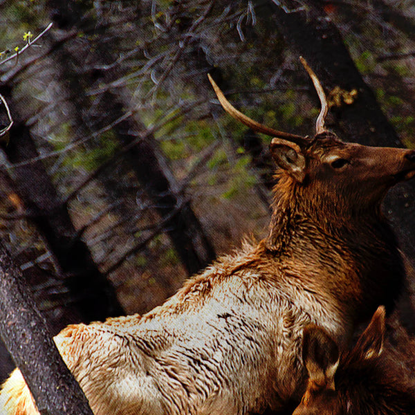 Deer Family Forest Mens T-Shirt