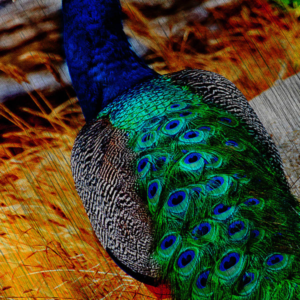 Beauty Of Peacock Mens T-Shirt