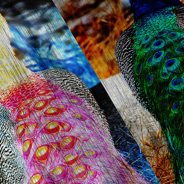 Colourful Peacock Tail Mens T-Shirt