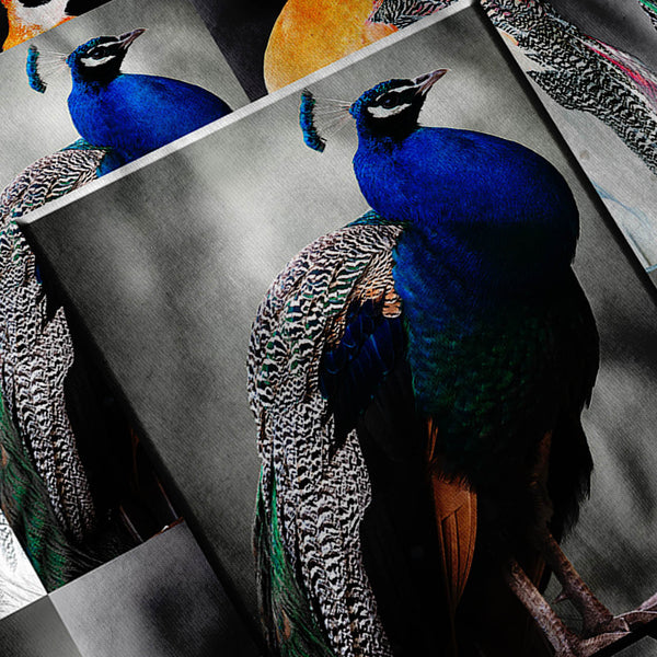 Collage Peacock Beauty Mens T-Shirt