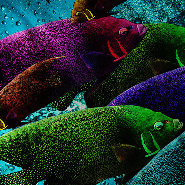 Flashy Colour Fish Mens Hoodie