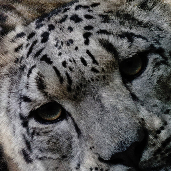 Snow Leopard Cat Womens Hoodie