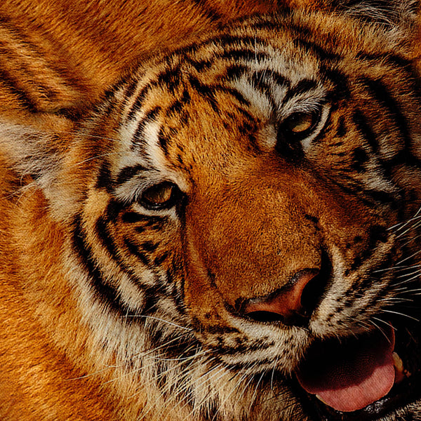 Bengal Tiger Face Womens T-Shirt