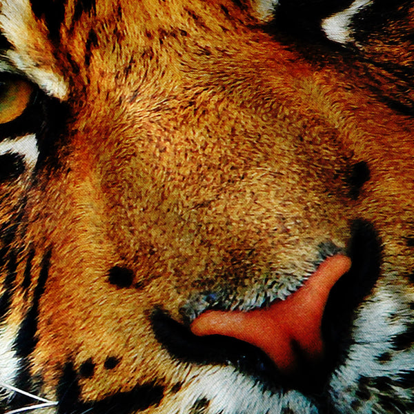 Bengal Tiger Big Cat Mens Hoodie